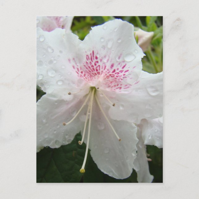 FLEURS D'AZALÉE Azalées Blanches Humides Cartes Ca (Devant)