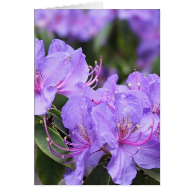 fleurs d'azalée violette 杜 花 鹃 (Devant)