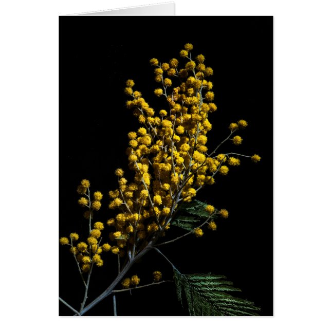 Fleurs de bataille d'argent (Devant)