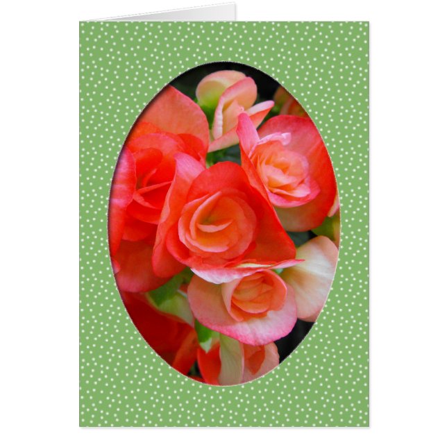 fleurs de bégonia rouge (Devant)