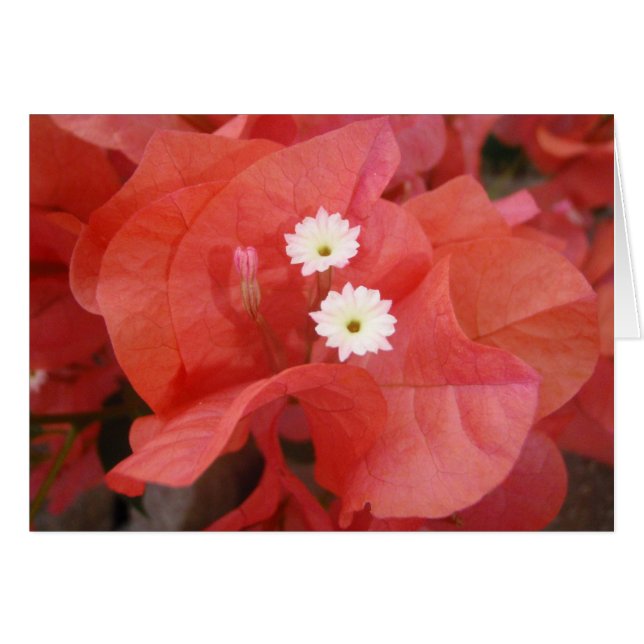 Fleurs de Bougainvilliers (Devant horizontal)
