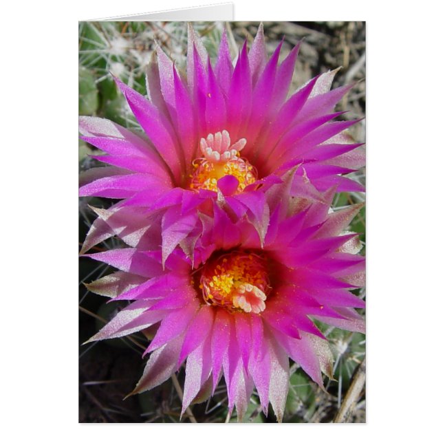 Fleurs de cactus à billes F5 "Escobaria vivipara" (Devant)