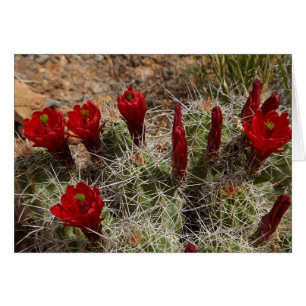 Fleurs de cactus Claret Cup 2