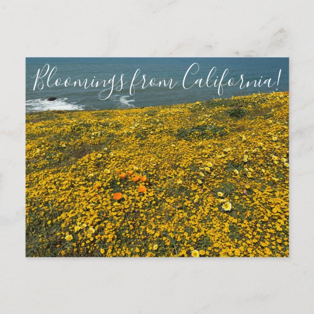 Fleurs de Californie ! Carte postale (Devant)