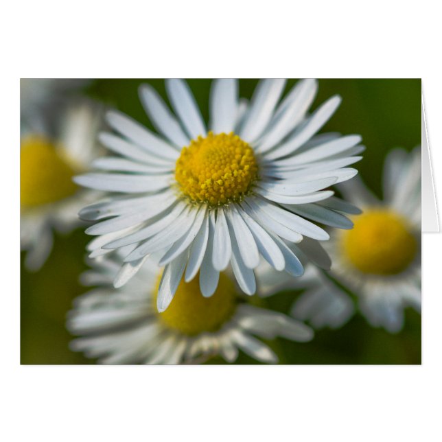 Fleurs de camomille (Devant horizontal)