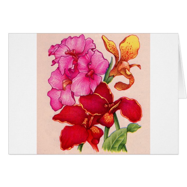 fleurs de canna (Devant horizontal)