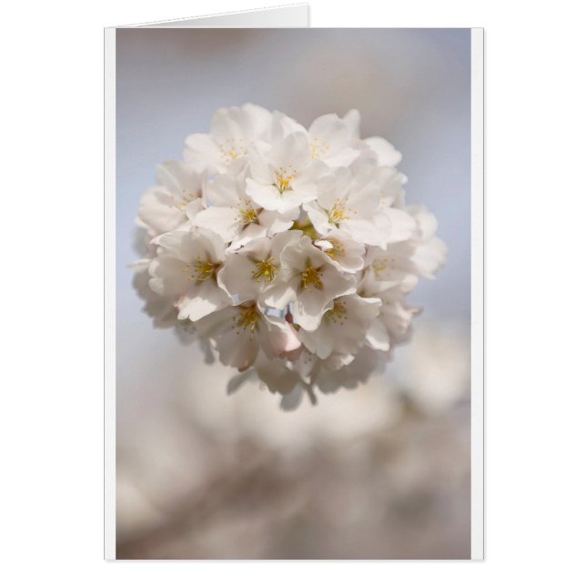 Fleurs de cerisier (Devant)