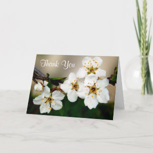 Fleurs de Cerisier Blancs Merci