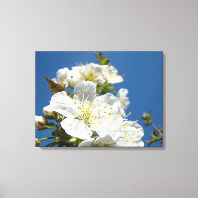 Fleurs de cerisier en fleurs Impressions d'art sur (Recto)