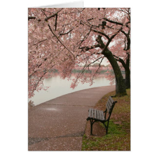 Fleurs de cerisier et banc