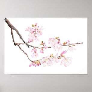 fleurs de cerisier rose 2023 aquarelle 2 affiche