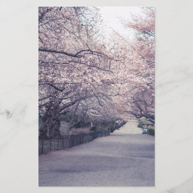 Fleurs de cerisiers (Devant)