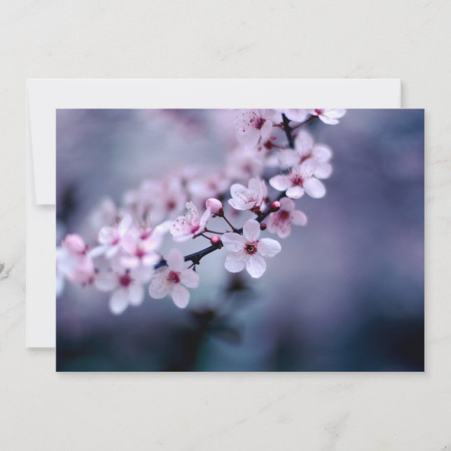 Fleurs de cerisiers (Devant)