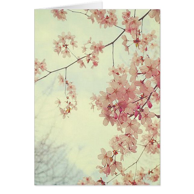Fleurs de cerisiers (Devant)