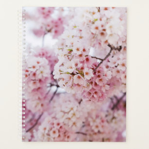 Fleurs de cerisiers