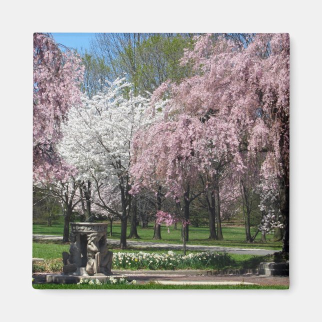 Fleurs de cerisiers à Philadelphie Magnet (Devant)