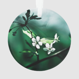 Fleurs de cerisiers blancs