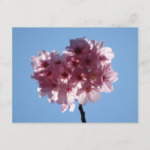 Fleurs de cerisiers : Carte postale japonaise