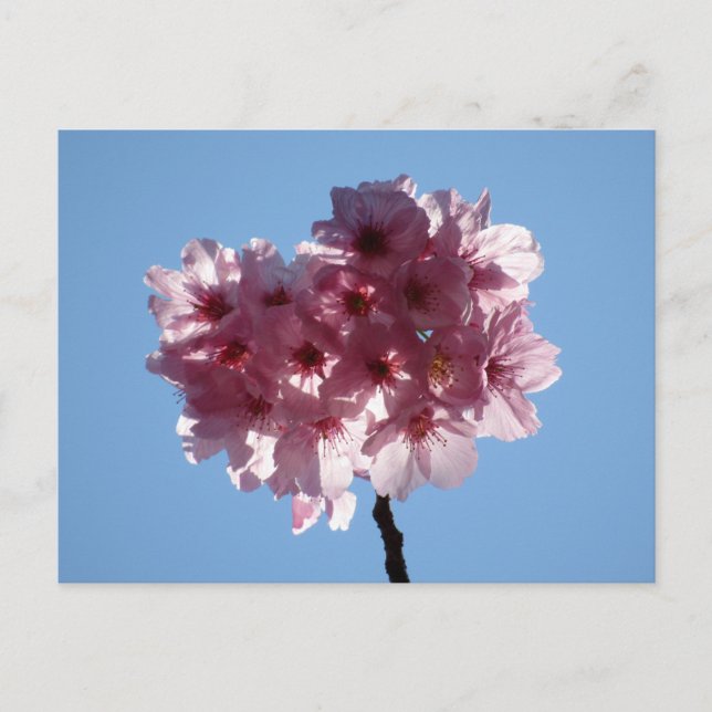 Fleurs de cerisiers : Carte postale japonaise (Devant)