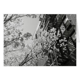 Fleurs de cerisiers du village