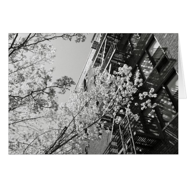 Fleurs de cerisiers du village (Devant horizontal)