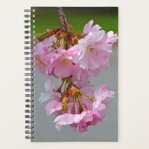 Fleurs de cerisiers roses