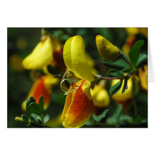 Fleurs de champignon écossais