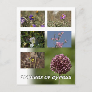 Fleurs de Chypre carte postale