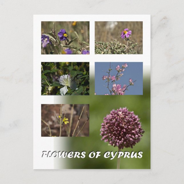 Fleurs de Chypre carte postale (Devant)