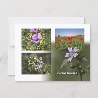 Fleurs de Chypre carte postale