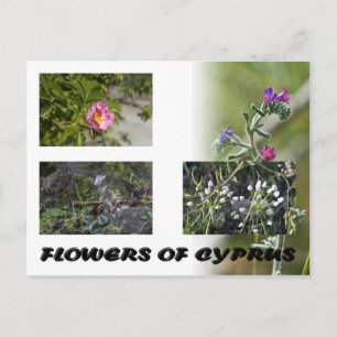 fleurs de chypre carte postale