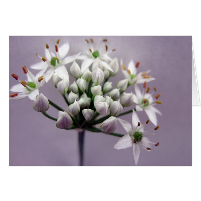Fleurs de Ciboulette à l'Ail Blanc sur Fond Violet (Devant horizontal)