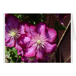 Fleurs de clématite