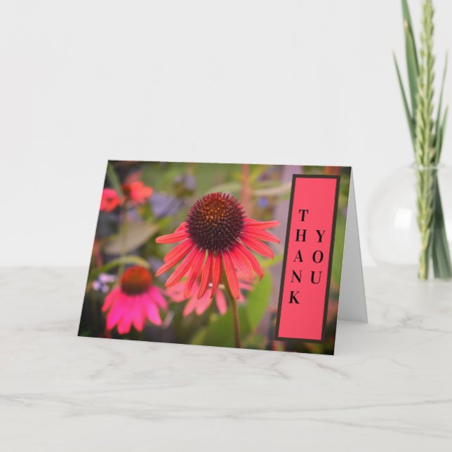 Fleurs de Cône Rouge Echinacea Merci (Devant)