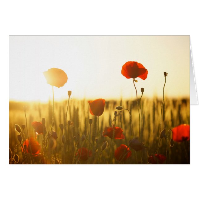 Fleurs de coquelicot au soleil (Devant horizontal)