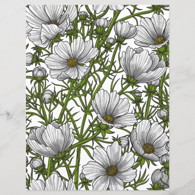 Fleurs de cosmos blanc (Devant)