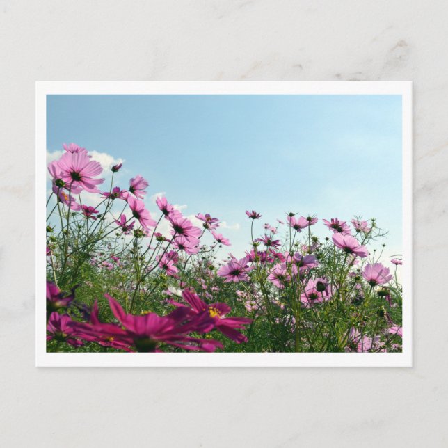 Fleurs de Cosmos : Carte postale du Japon (Devant)