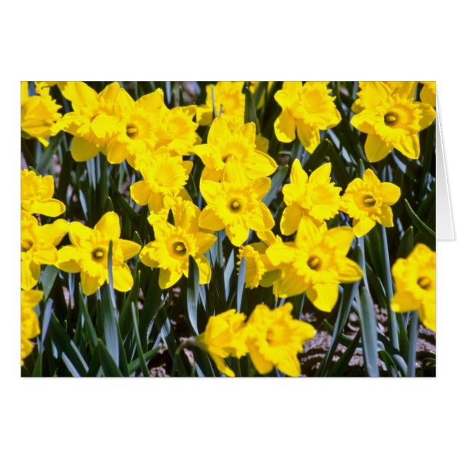 Fleurs de Daffodiques (Devant horizontal)