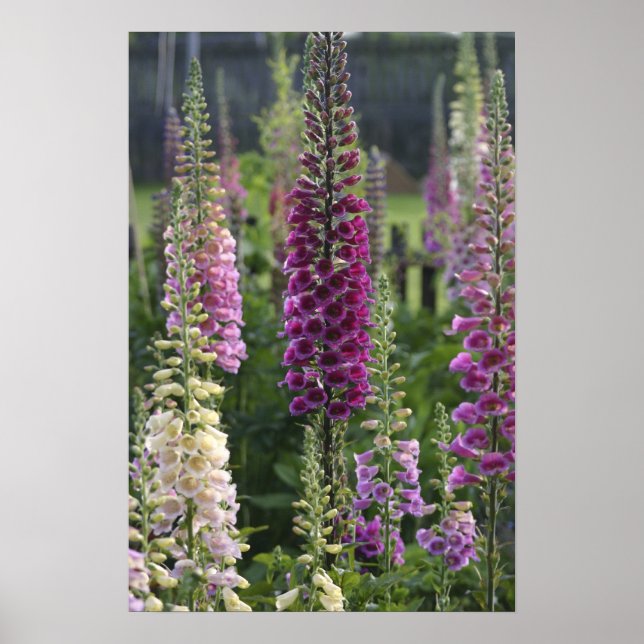 Fleurs de digitale ... affiche (Devant)