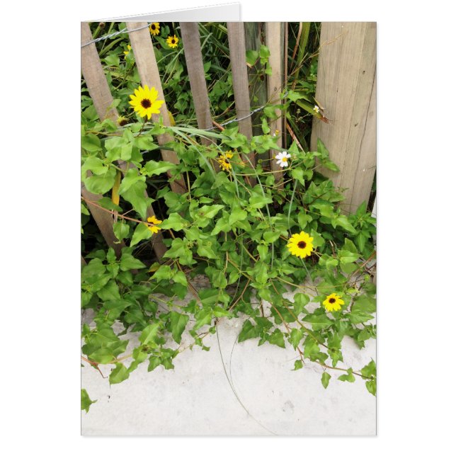 Fleurs de dunes et clôture de plage (Devant)