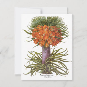 Fleurs de Fritillaire Orange Vintage Basilius Besl