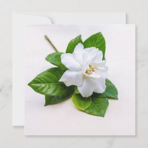 Fleurs de Gardenia blanches