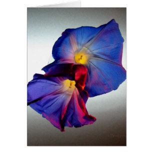 Fleurs de gloire du matin 3