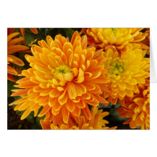 Fleurs de jardin de Longwood