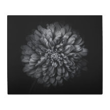 Fleurs De jardin En Noir Et Blanc No 68