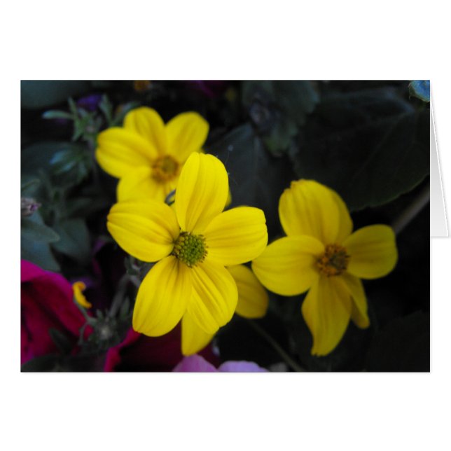 fleurs de jardin jaune (Devant horizontal)