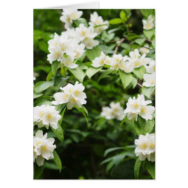 Fleurs de jasmin (Devant)