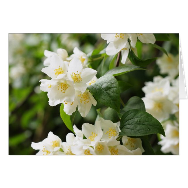 Fleurs de jasmin en gros plan (Devant horizontal)