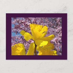 Fleurs de jonquilles Cartes postales de printemps
