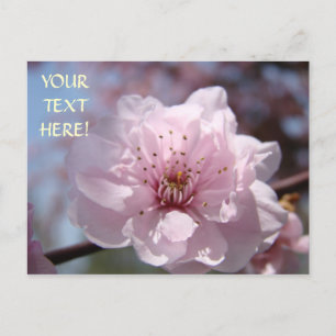 Fleurs de l'arbre rose Carte postale personnaliser